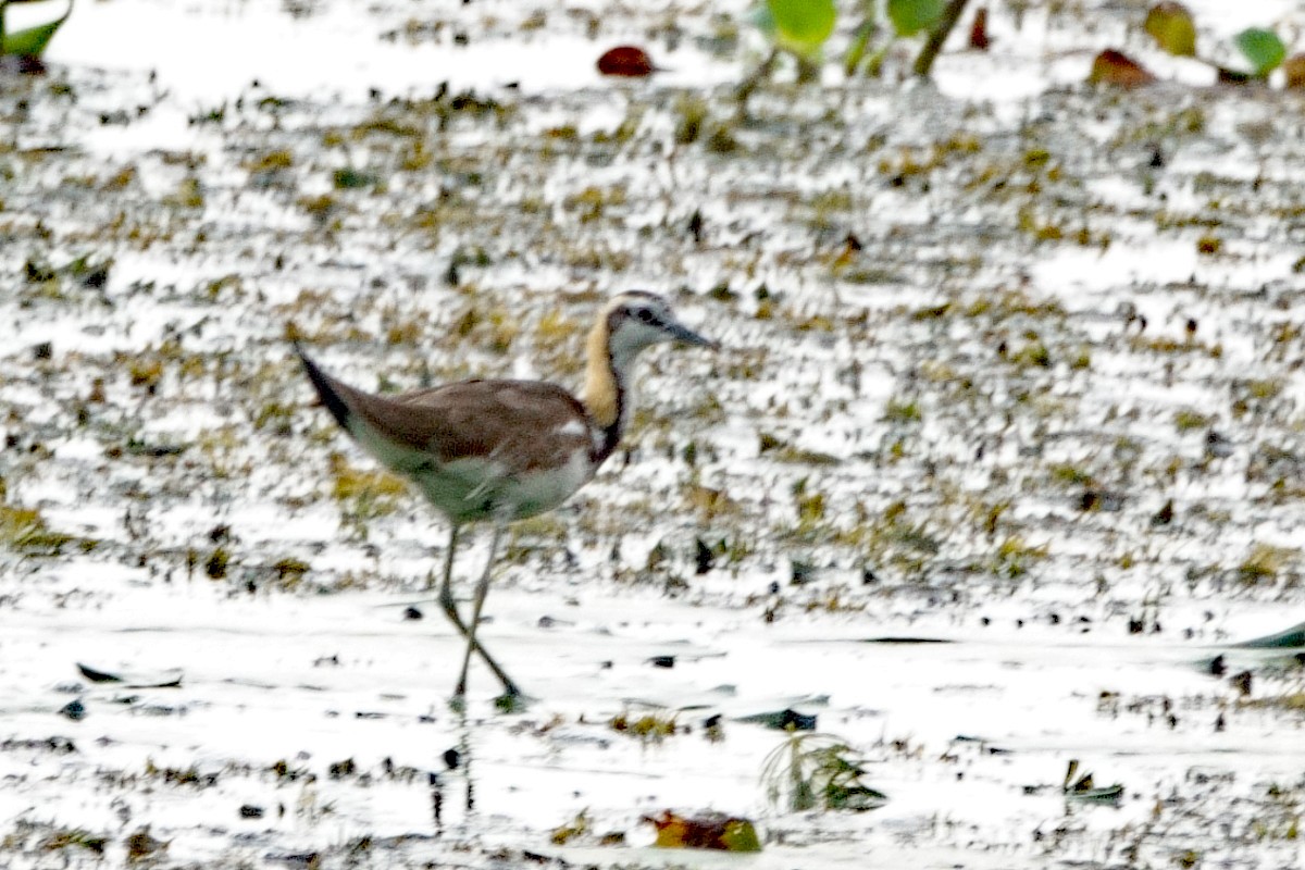 fasanbladhøne - ML647775772