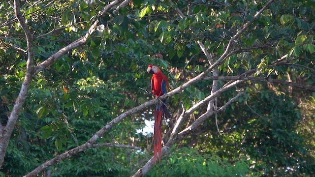 Scarlet Macaw - ML647775779