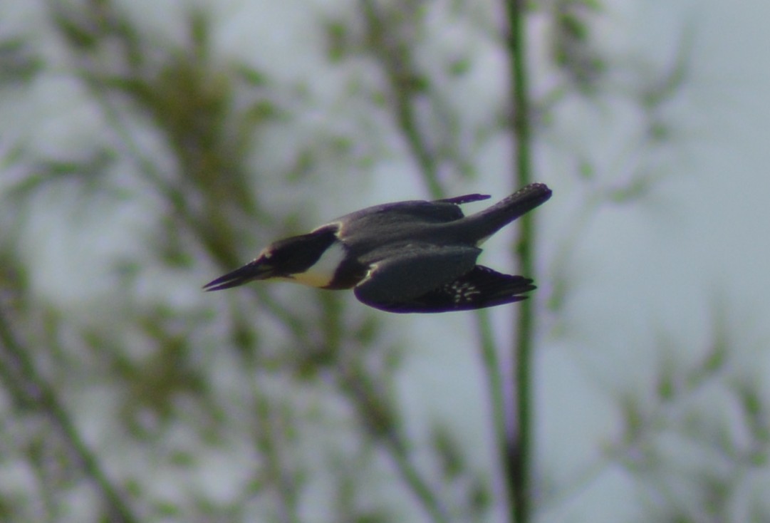 Belted Kingfisher - ML64777581