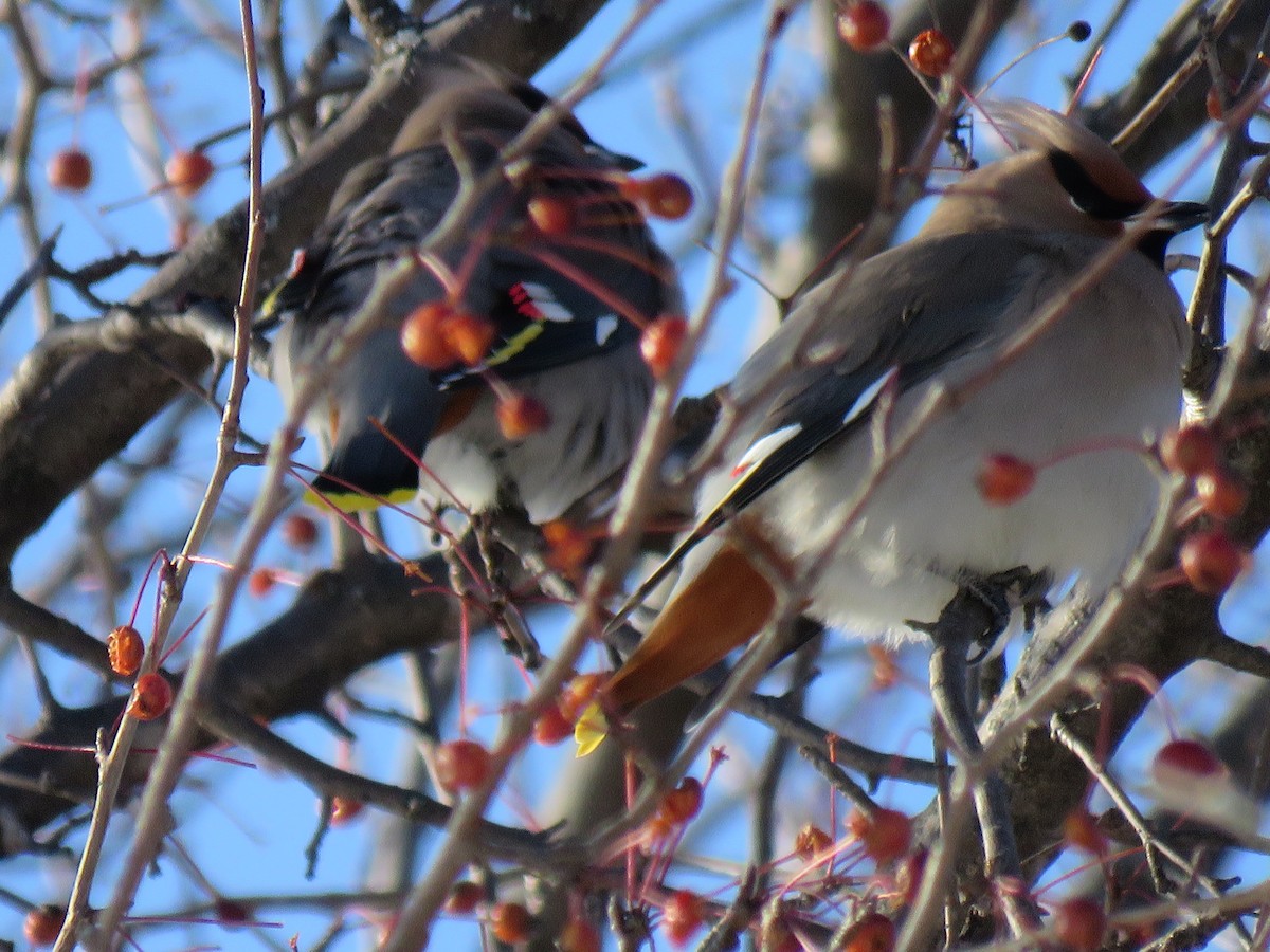 Ampelis Europeo - ML647775813