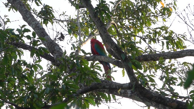Red-and-green Macaw - ML647775860