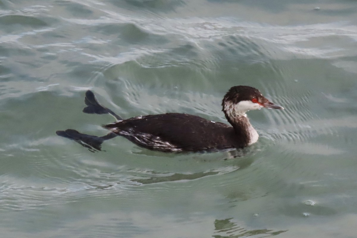 Красношейная поганка - ML647775892