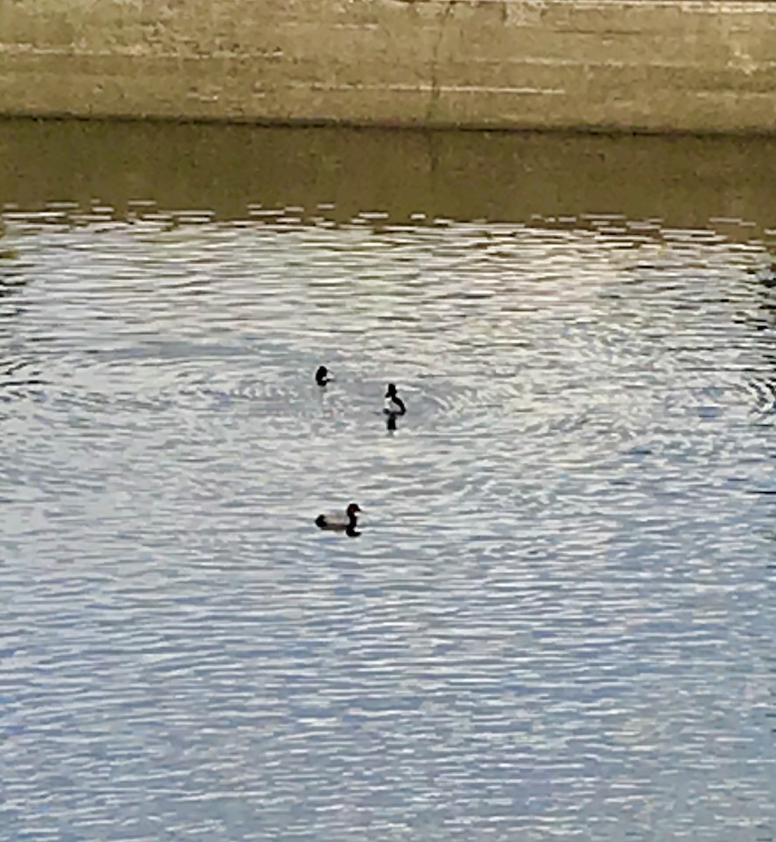 Common Pochard - ML647775920