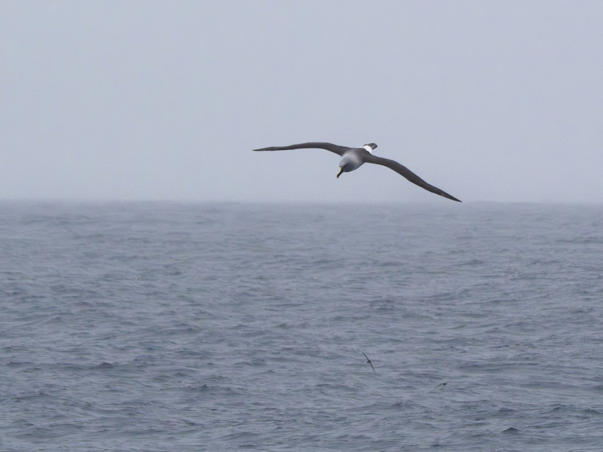 Boz Başlı Albatros - ML647775931