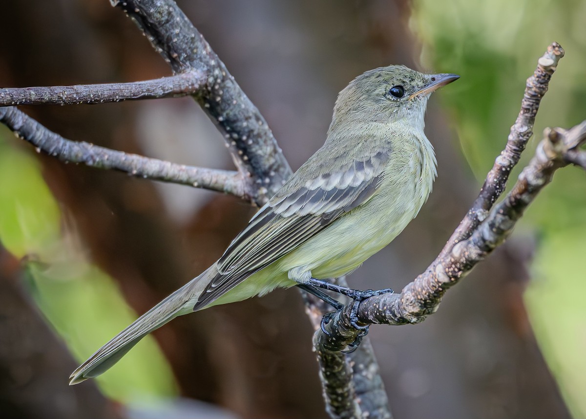 Küçük Antil Elenyası - ML647775936