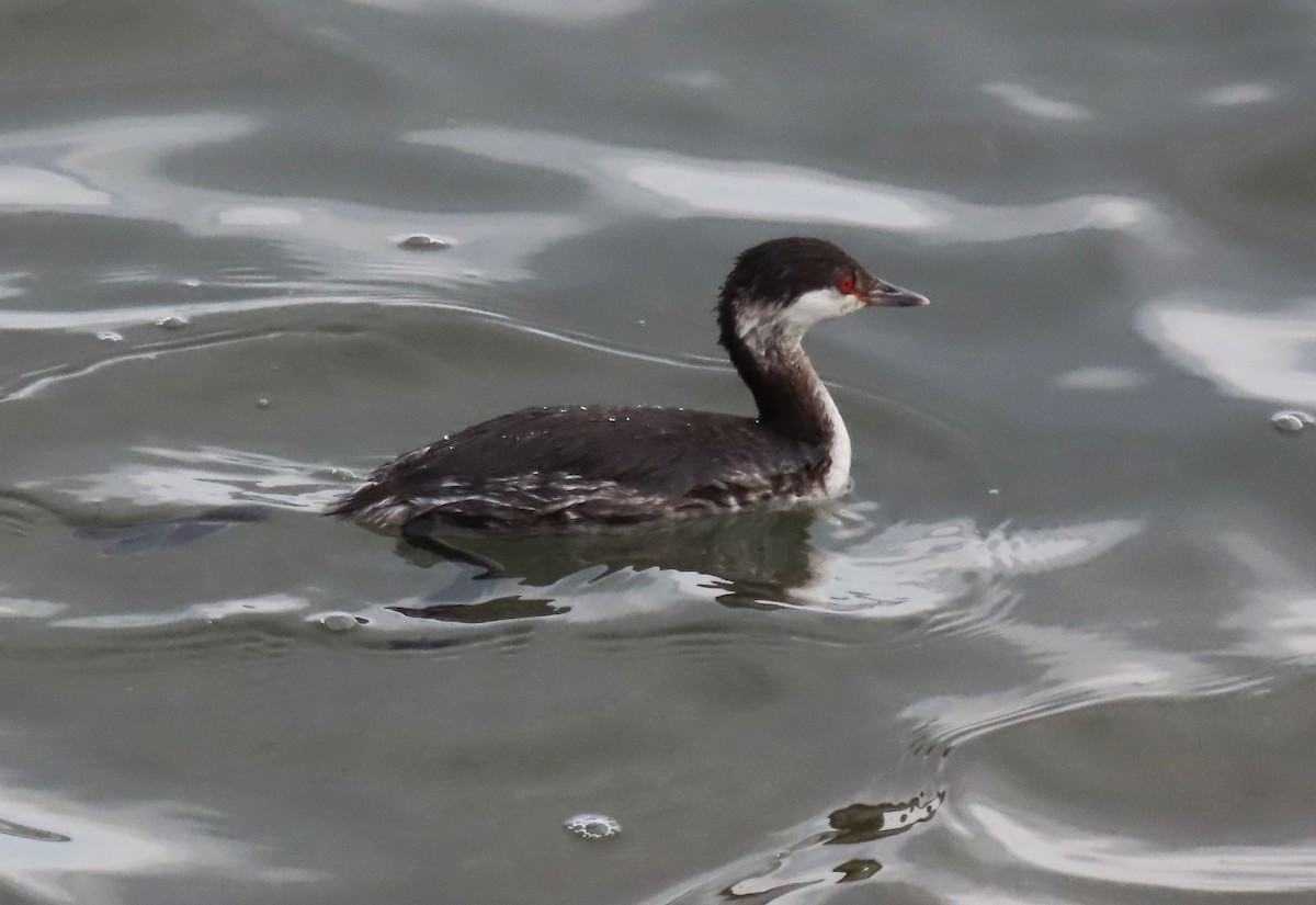 Красношейная поганка - ML647775939