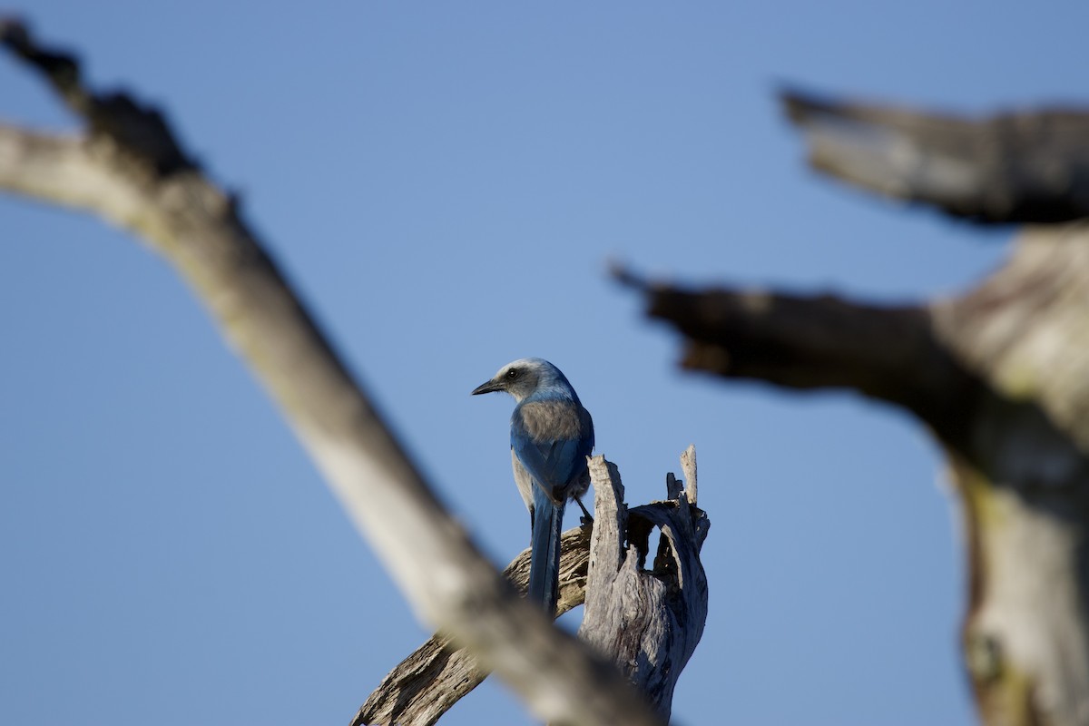 Florida Scrub-Jay - ML647775941
