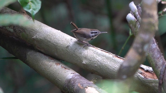 Collared Gnatwren - ML647775955