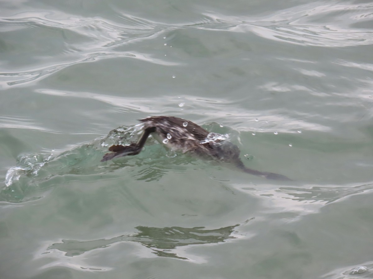 Красношейная поганка - ML647775962