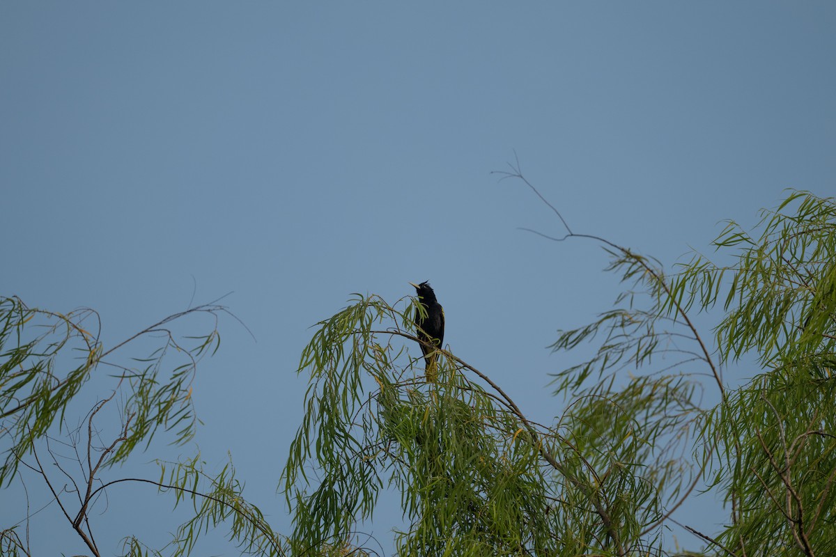 Yellow-winged Cacique - ML647775974