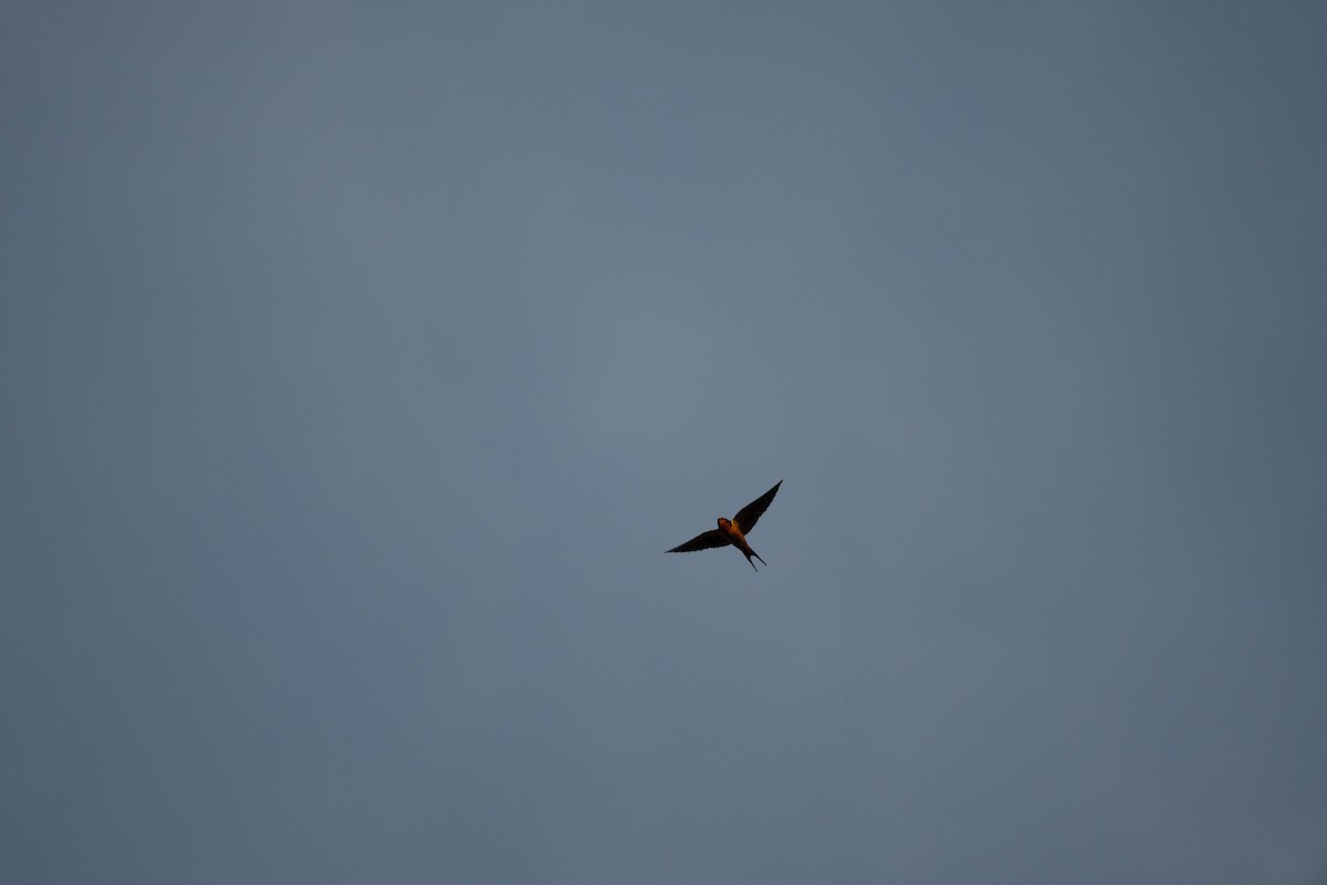 סנונית רפתות - ML647775985