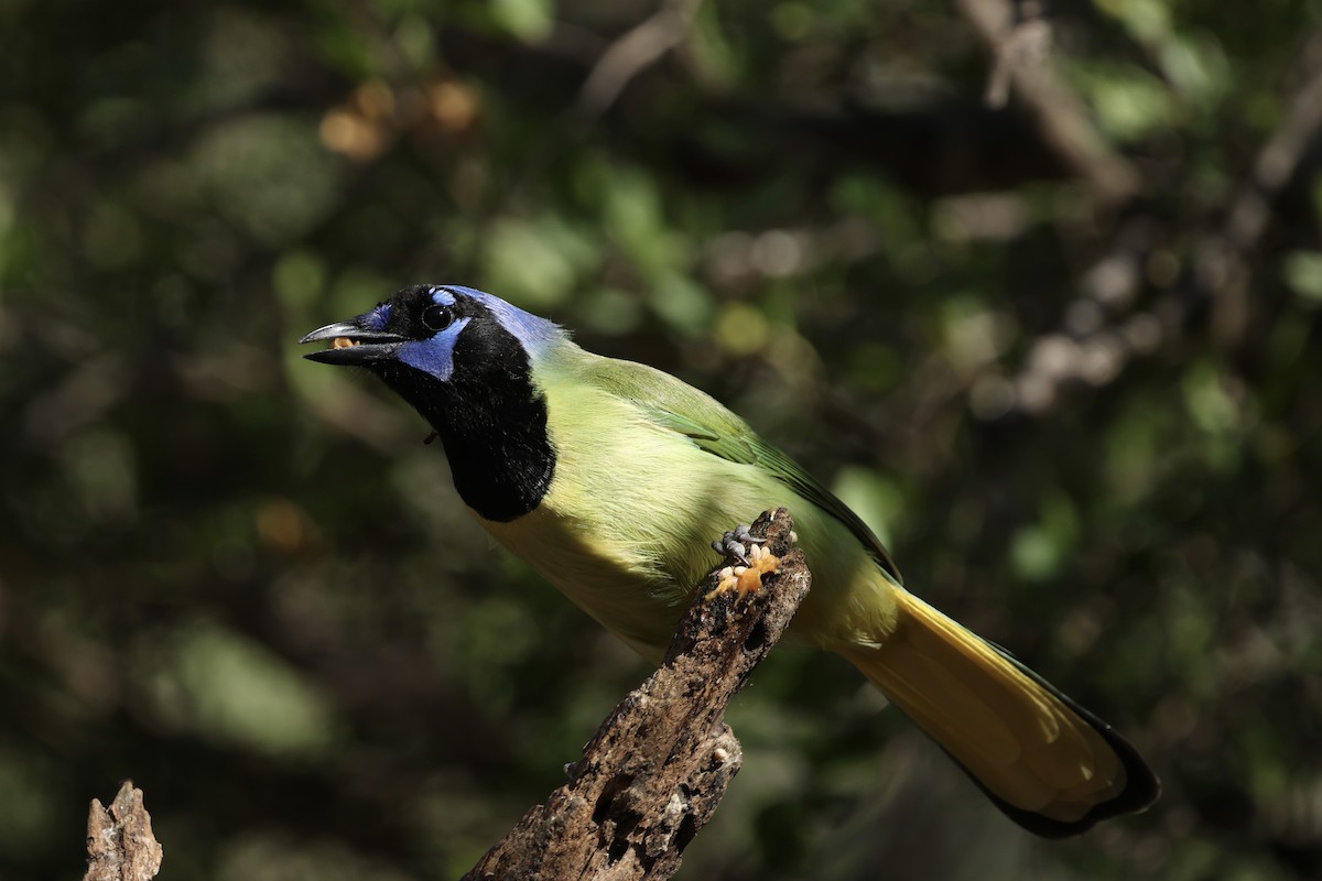 インカサンジャク - ML647775990