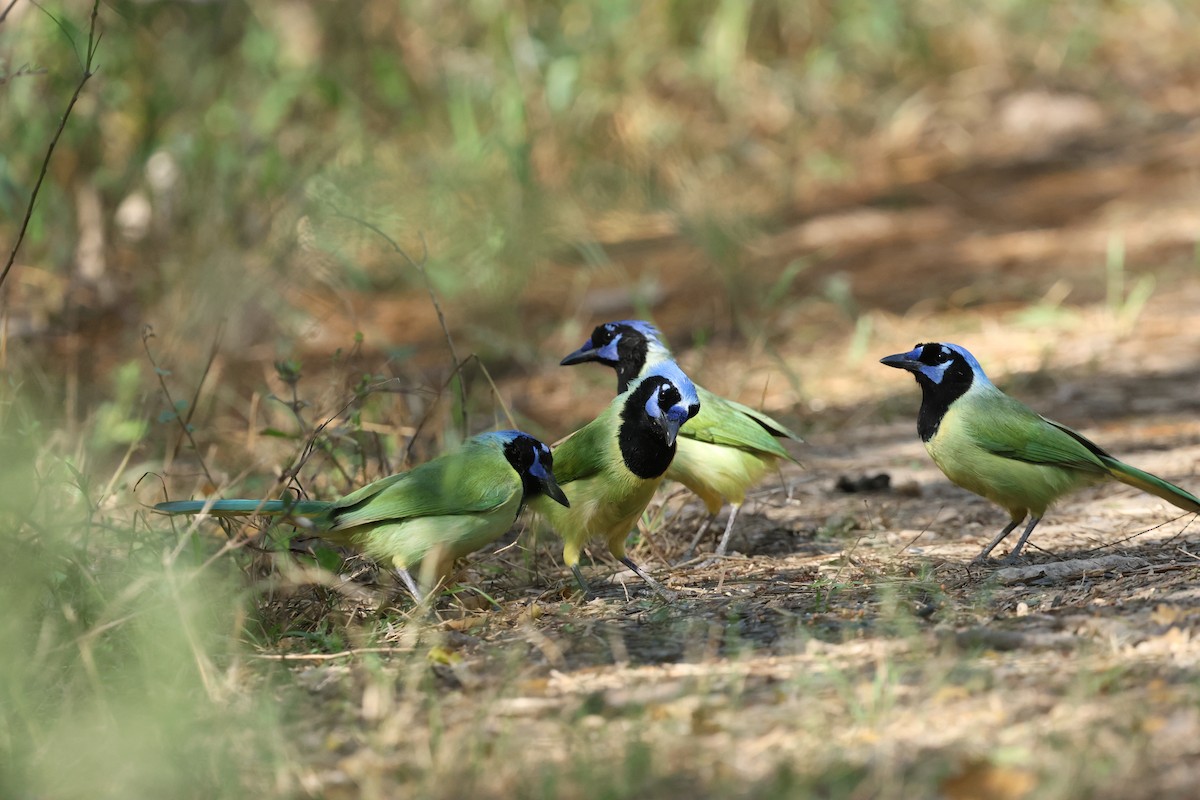 インカサンジャク - ML647775991