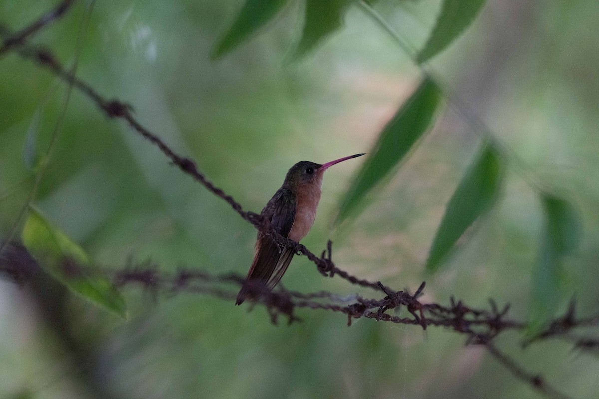 Cinnamon Hummingbird - ML647775999