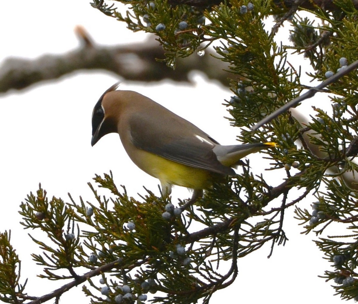 Cedar Waxwing - ML647776017
