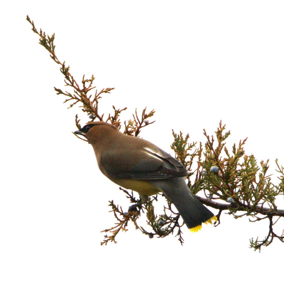 Cedar Waxwing - ML647776018