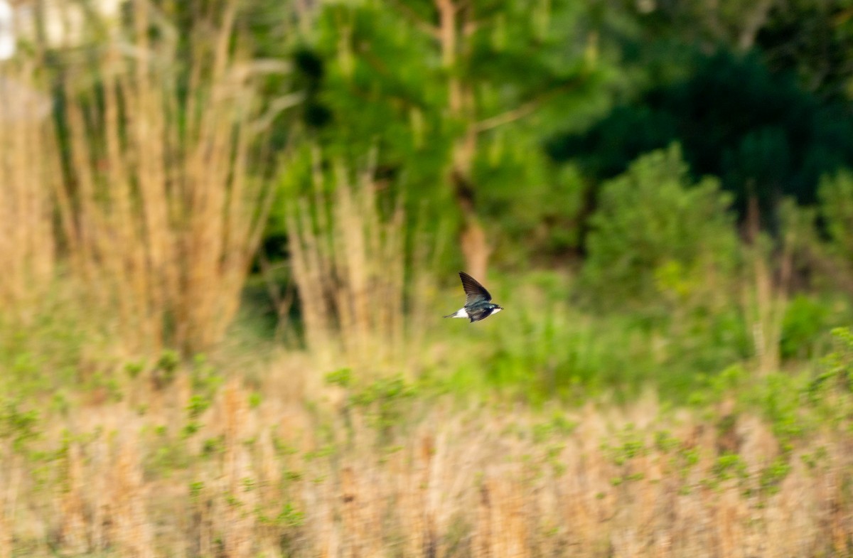 Белопоясничная ласточка - ML647776027