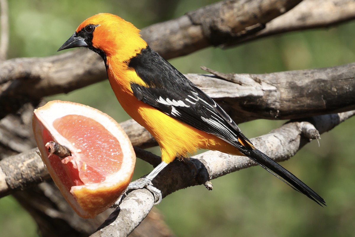 Altamira Oriole - ML647776034