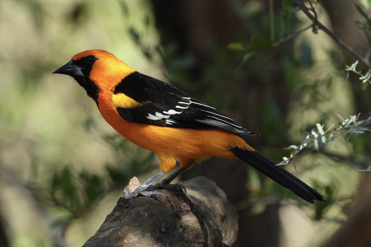 Altamira Oriole - ML647776035