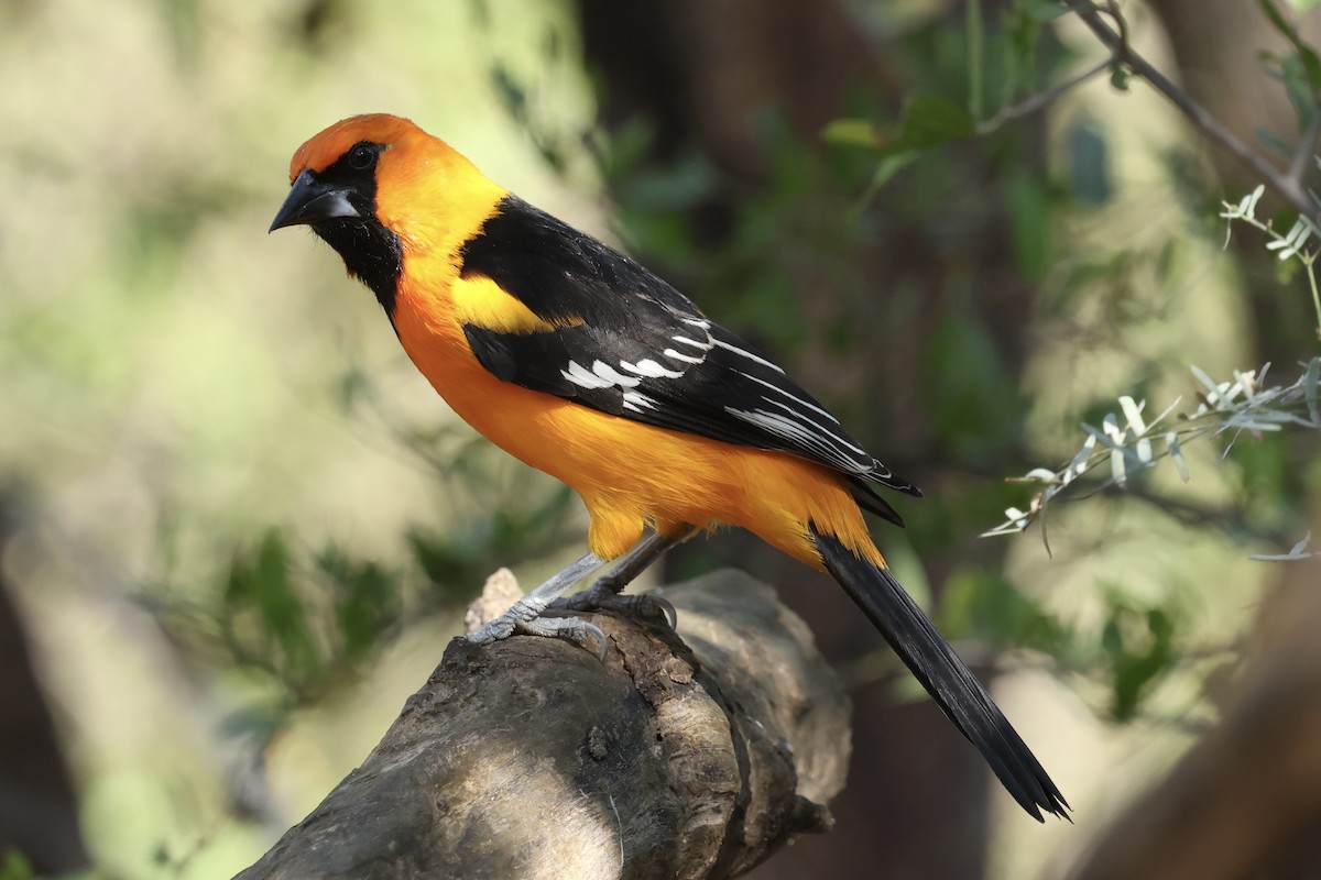 Altamira Oriole - ML647776036
