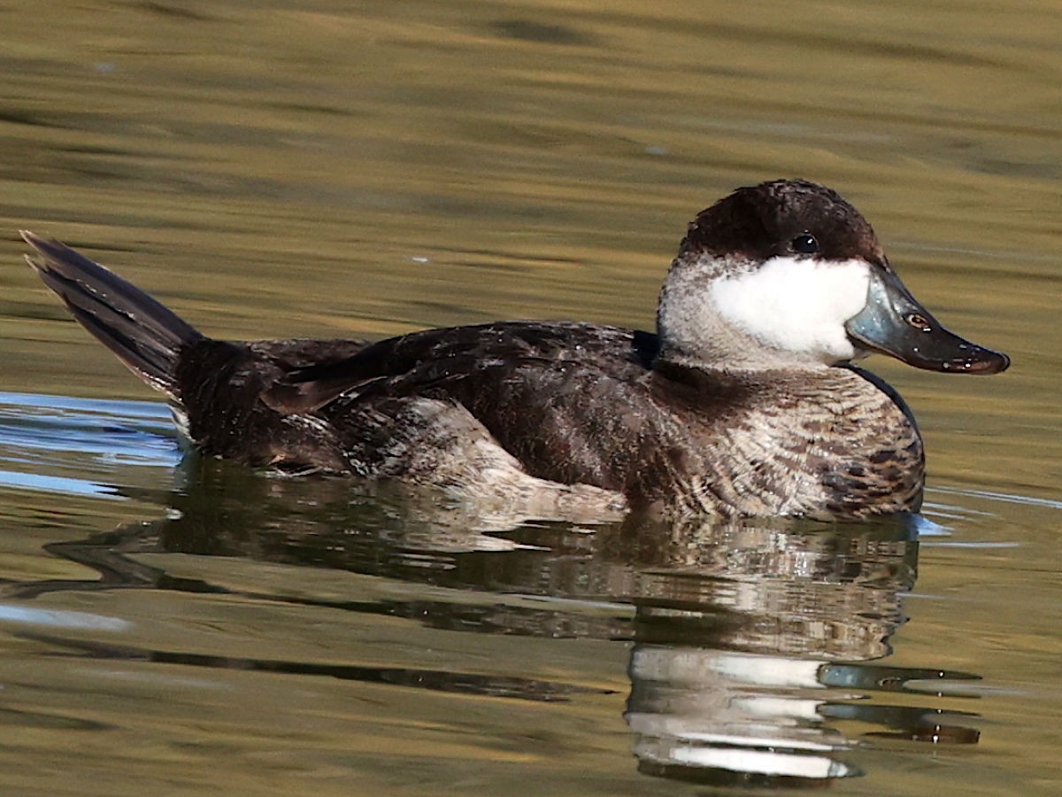 Ruddy Duck - ML647776044