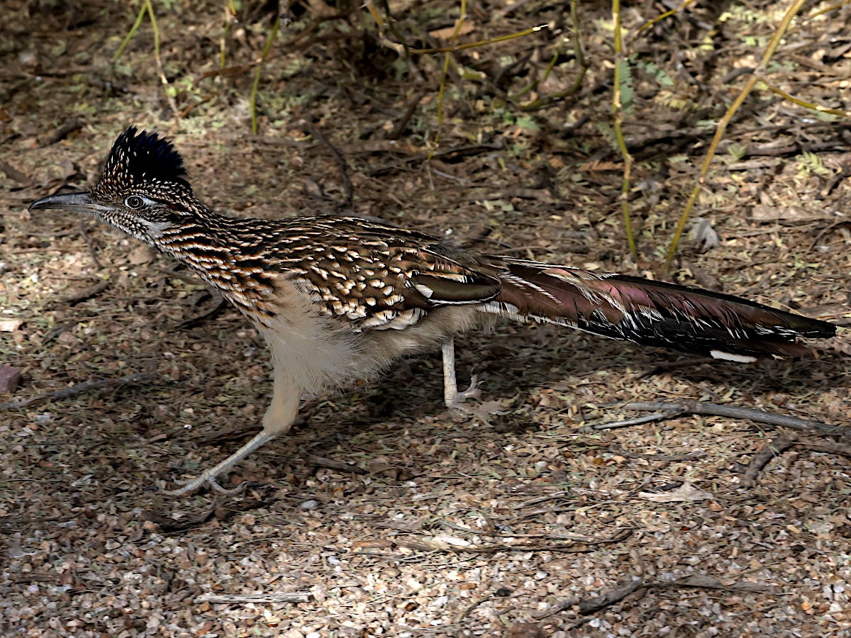 Greater Roadrunner - ML647776058