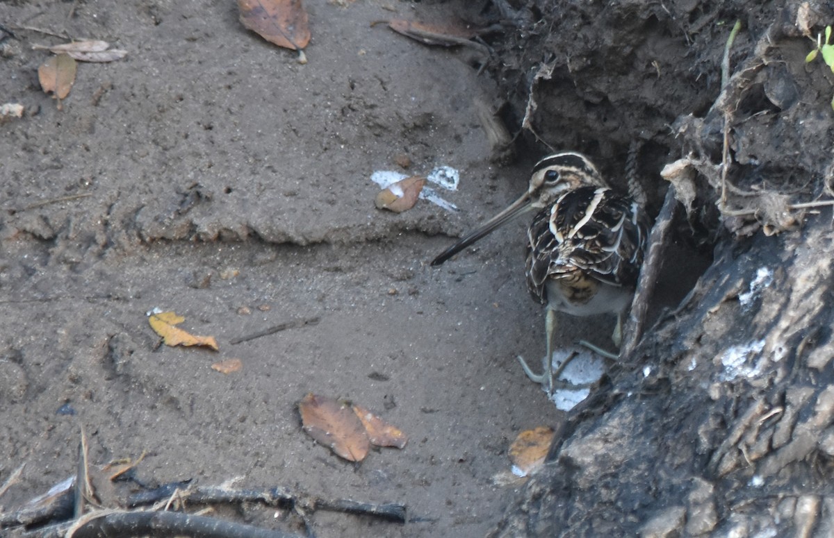 Agachadiza Común - ML647776062