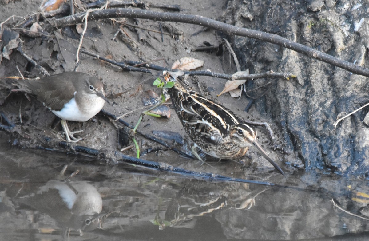 Agachadiza Común - ML647776063