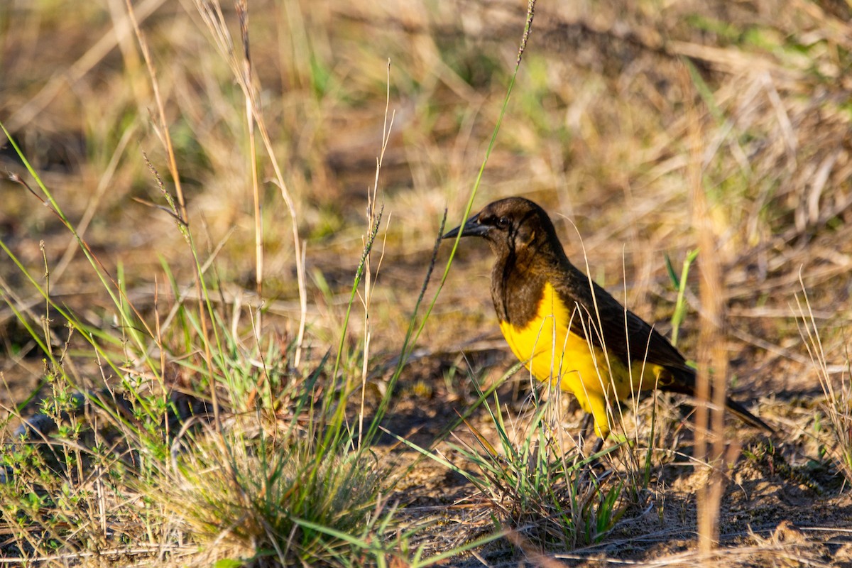 Мочарець жовтогузий - ML647776070