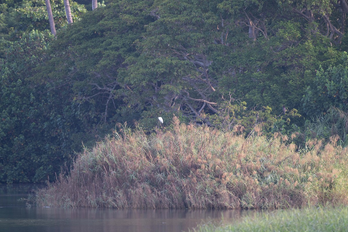 לבנית אמריקנית - ML647776076