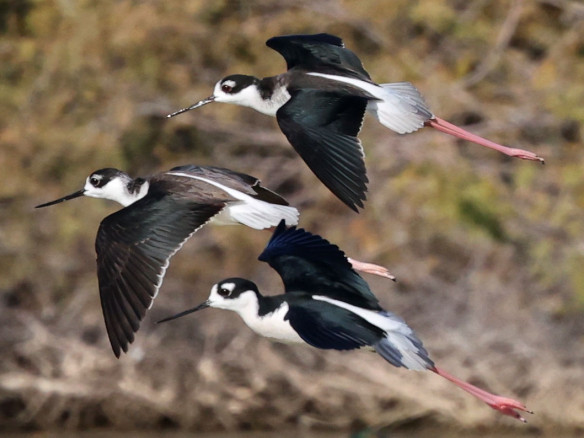 Black-necked Stilt - ML647776083
