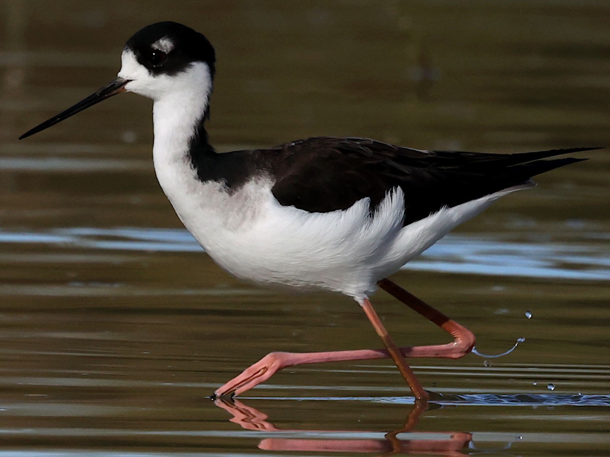 Black-necked Stilt - ML647776090