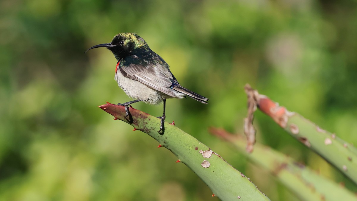 Güneyli Çift Kuşaklı Nektarkuşu - ML647776091