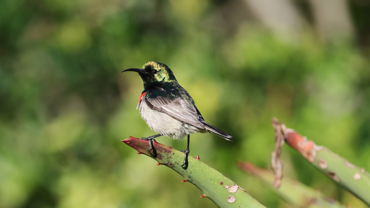 Güneyli Çift Kuşaklı Nektarkuşu - ML647776092