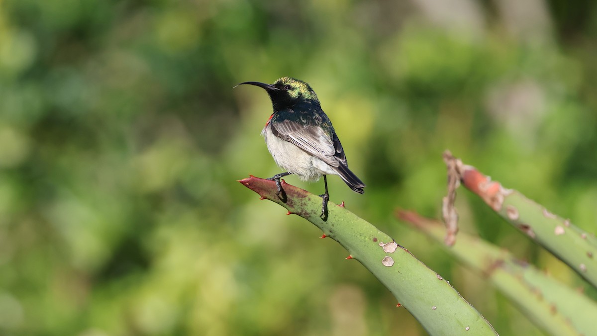 Güneyli Çift Kuşaklı Nektarkuşu - ML647776095