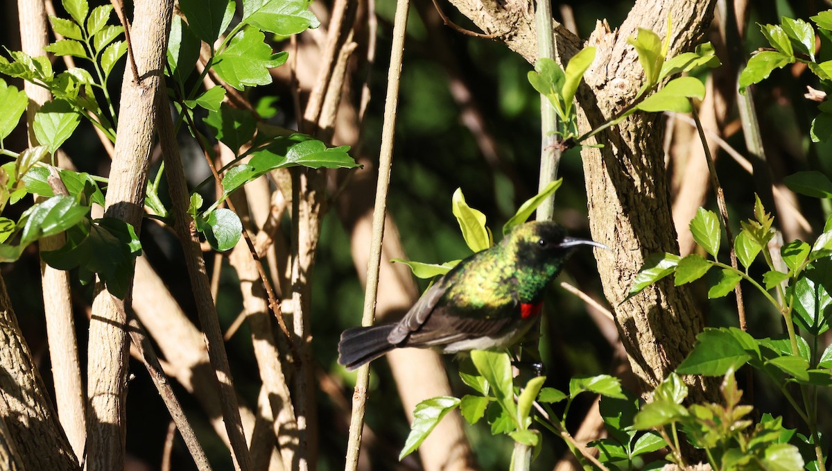 Güneyli Çift Kuşaklı Nektarkuşu - ML647776096