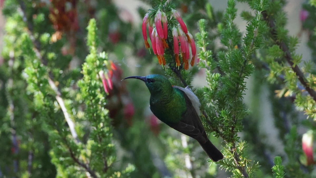 Güneyli Çift Kuşaklı Nektarkuşu - ML647776097