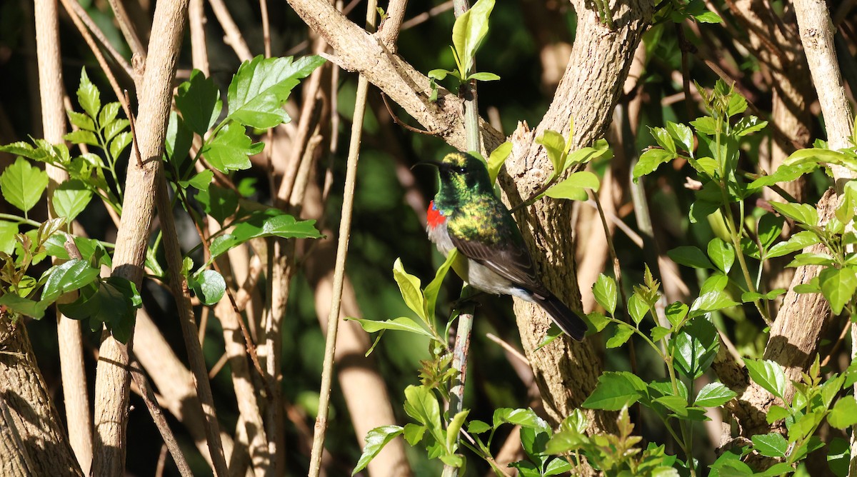 Güneyli Çift Kuşaklı Nektarkuşu - ML647776098