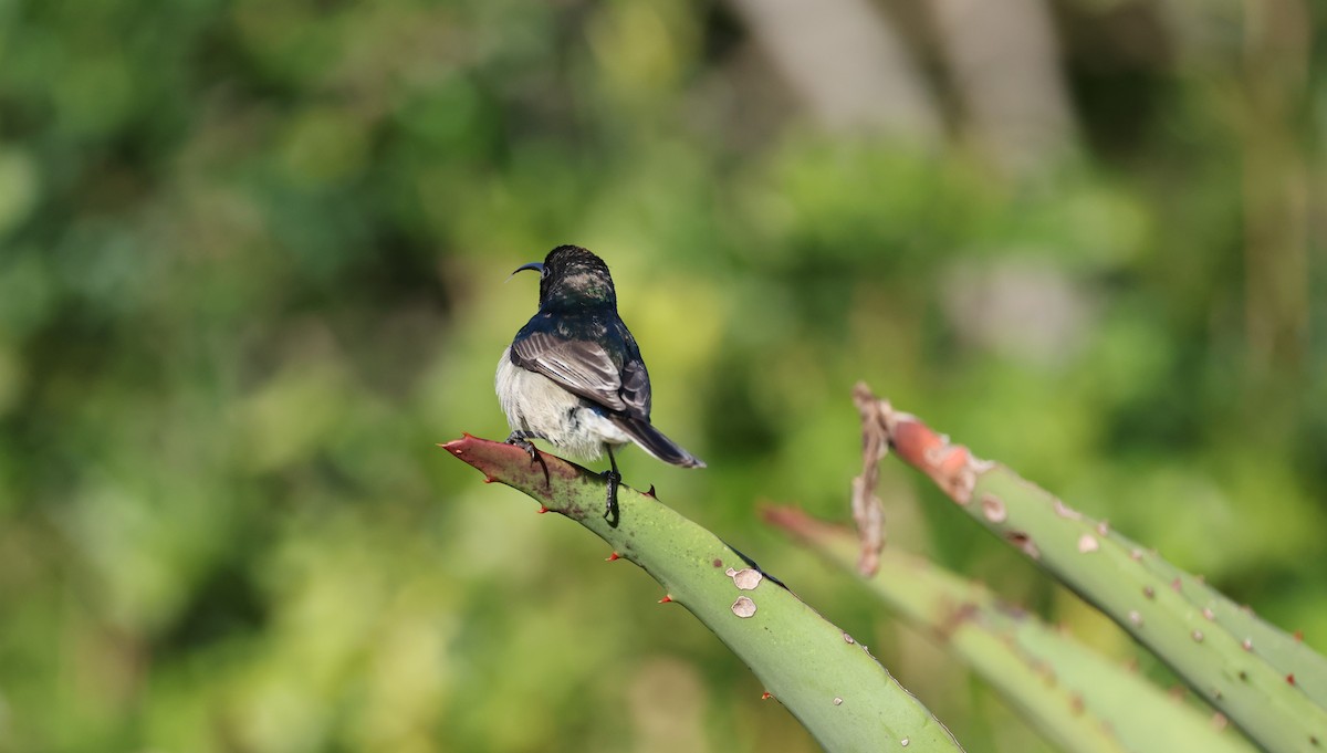 Güneyli Çift Kuşaklı Nektarkuşu - ML647776099