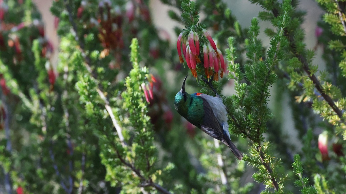 Güneyli Çift Kuşaklı Nektarkuşu - ML647776100