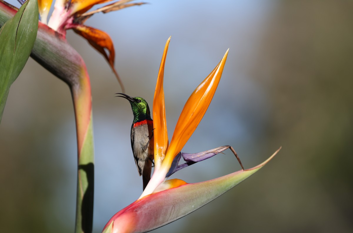 Güneyli Çift Kuşaklı Nektarkuşu - ML647776101