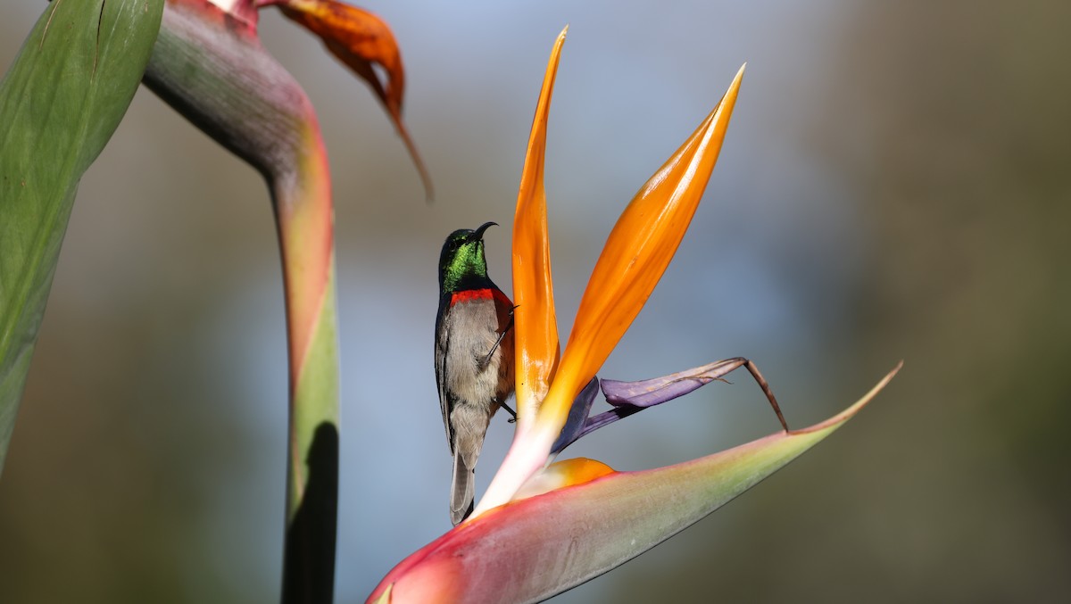 Güneyli Çift Kuşaklı Nektarkuşu - ML647776102