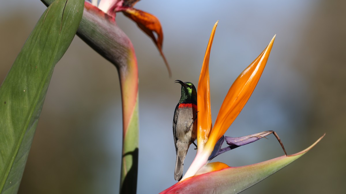 Güneyli Çift Kuşaklı Nektarkuşu - ML647776103