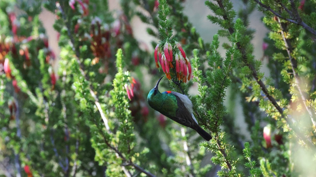 Güneyli Çift Kuşaklı Nektarkuşu - ML647776104