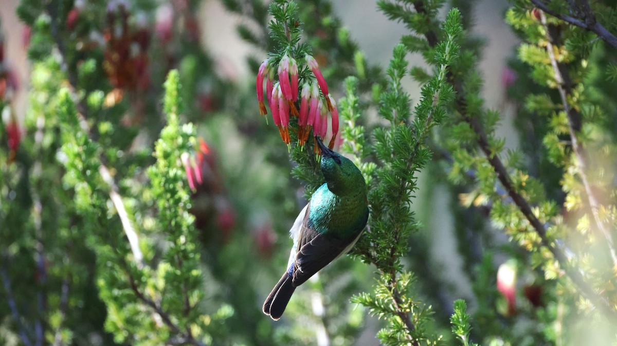 Güneyli Çift Kuşaklı Nektarkuşu - ML647776105