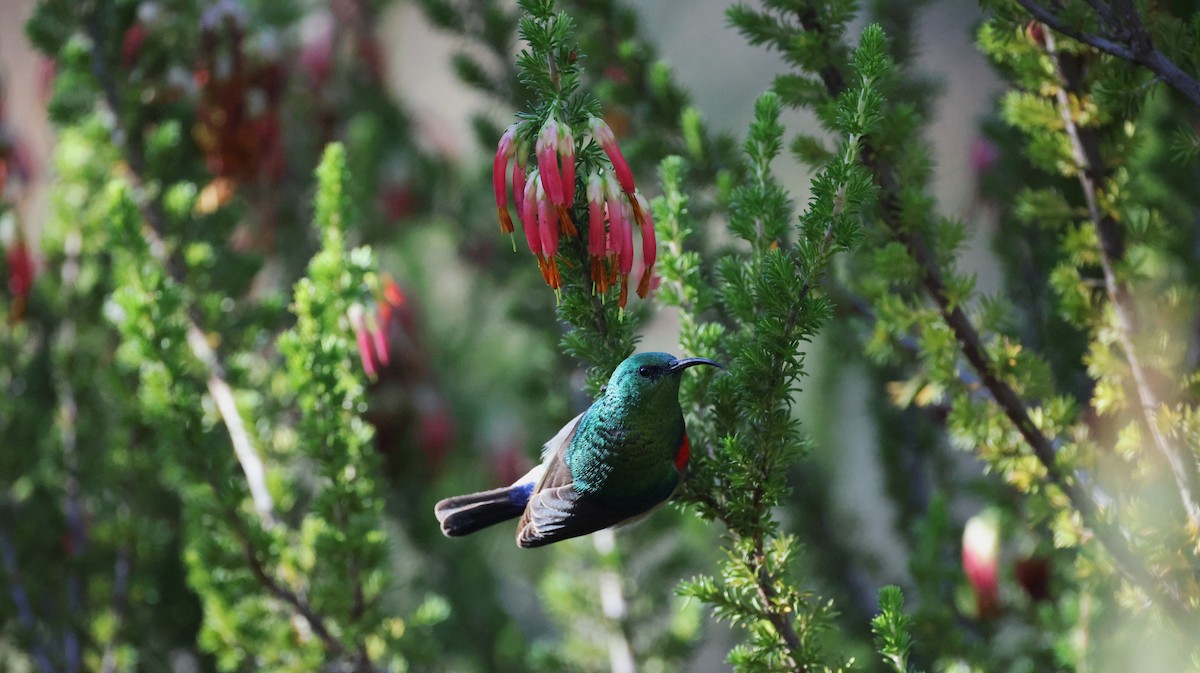 Güneyli Çift Kuşaklı Nektarkuşu - ML647776106