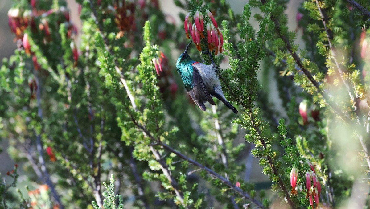 Güneyli Çift Kuşaklı Nektarkuşu - ML647776107