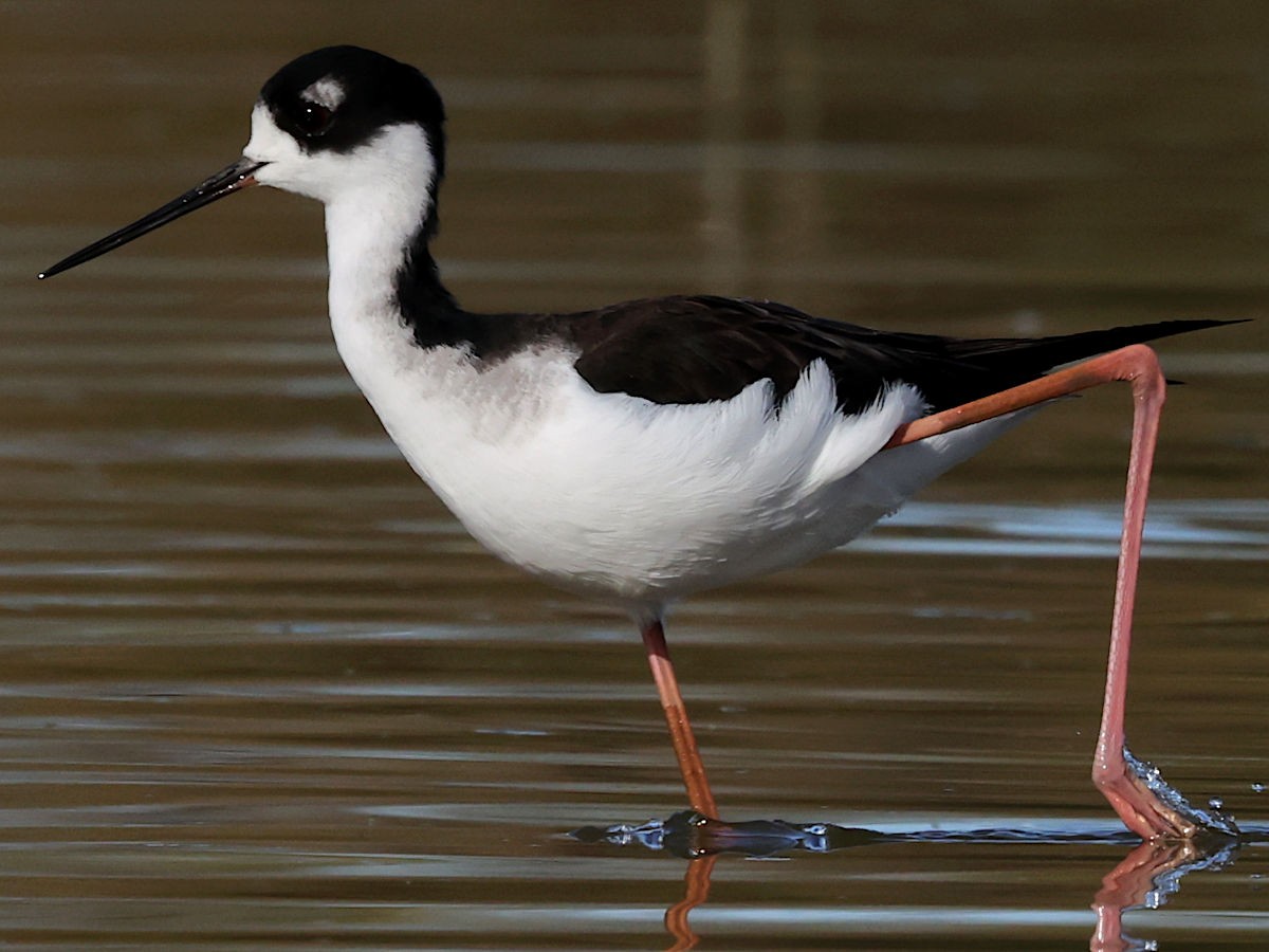Black-necked Stilt - ML647776112