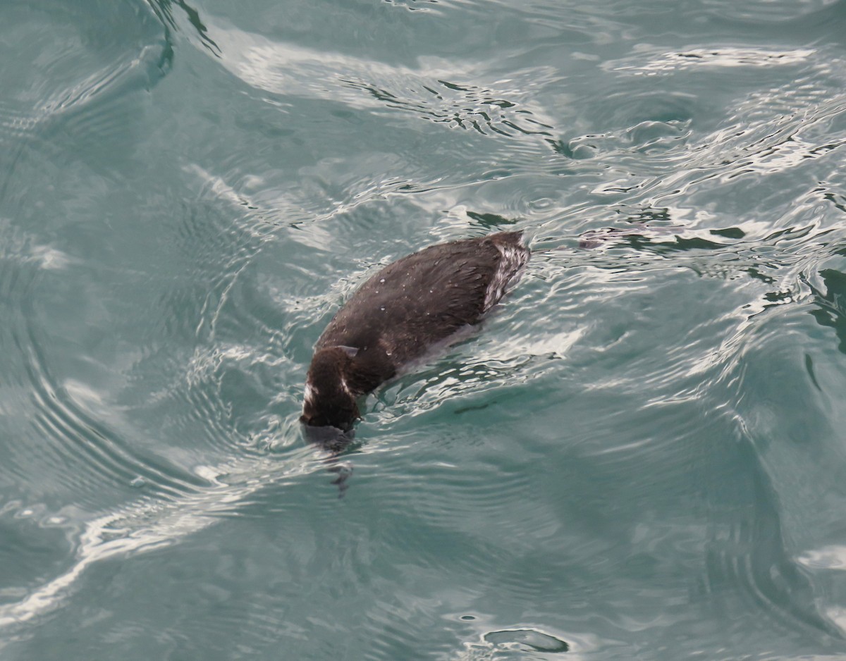 Красношейная поганка - ML647776114