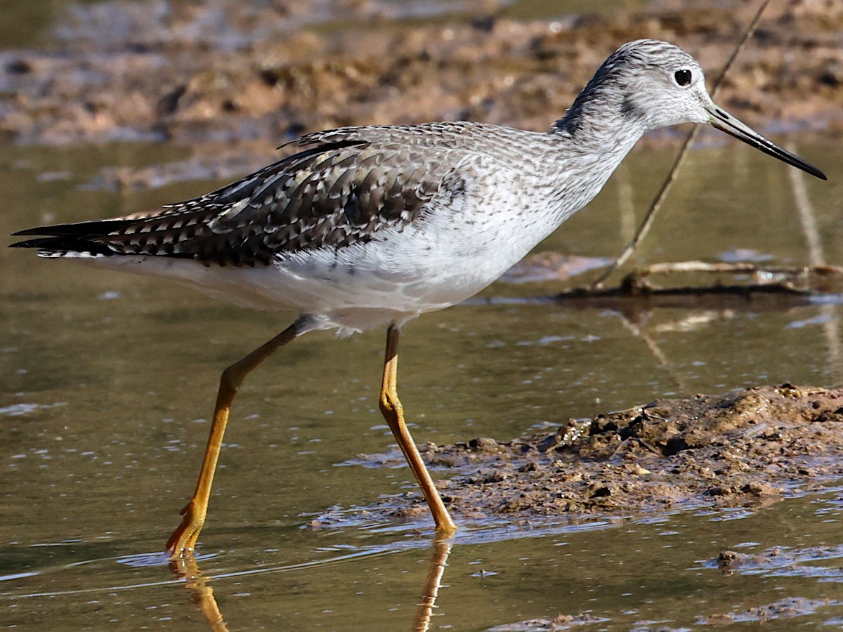 Greater Yellowlegs - ML647776126